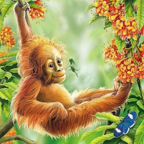 Orang-Utan