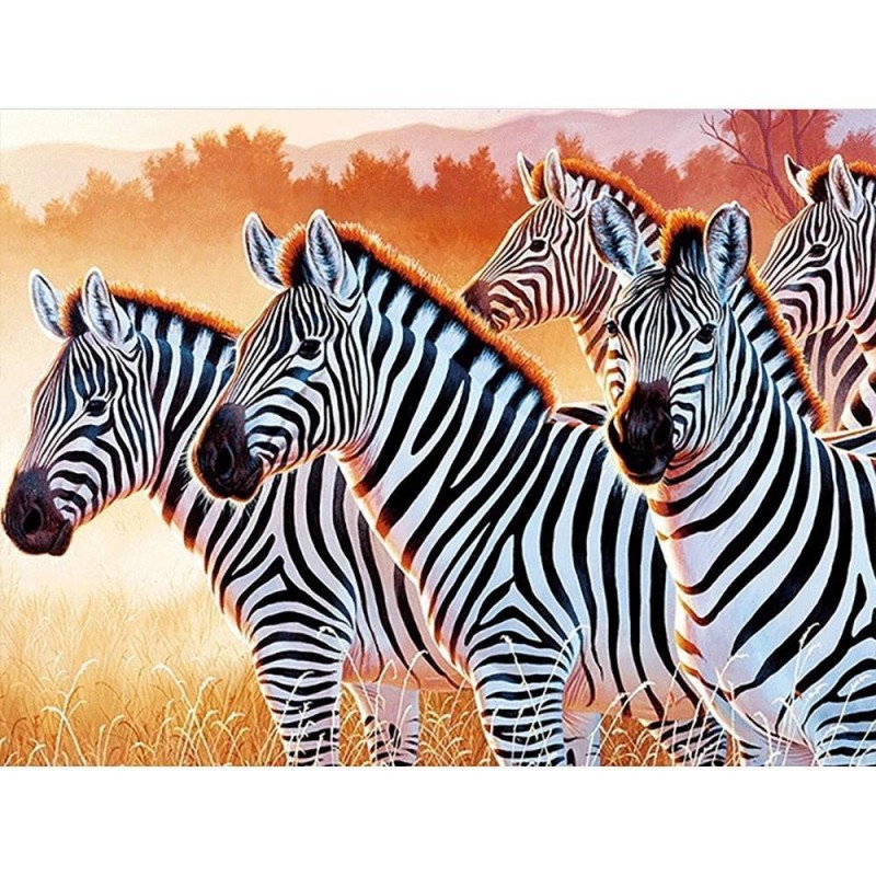 Zebra