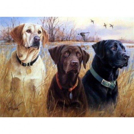 3 Labradors