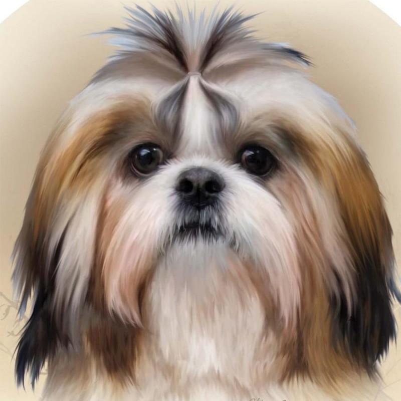 Shih Tzu