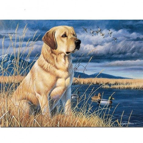 Labrador