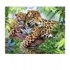 Leopard Mit Jungtieren