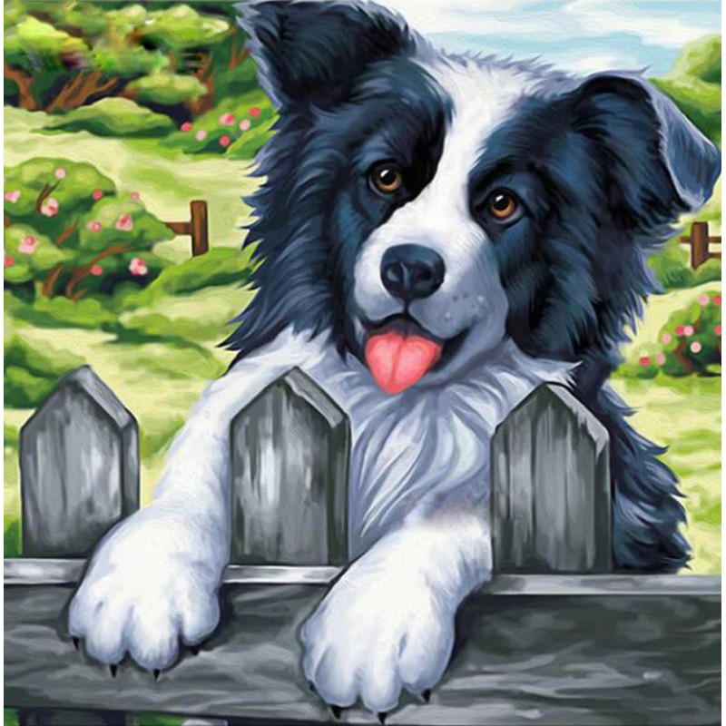 Bordercollie