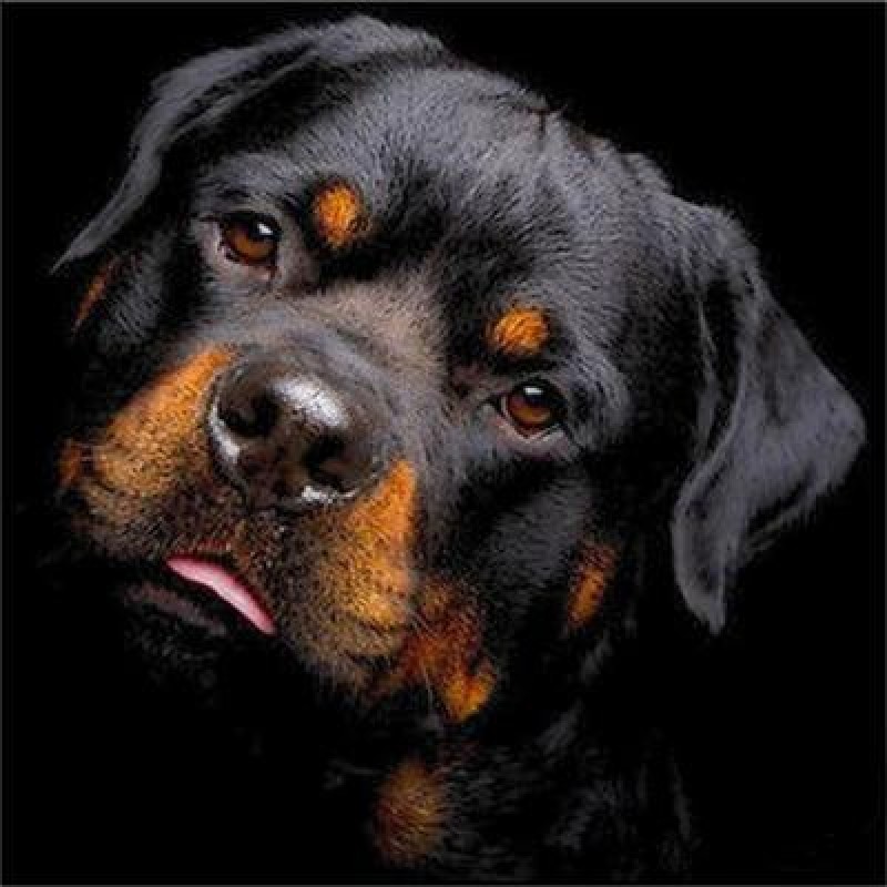 Rottweiler