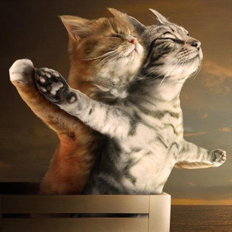 Katzen Titanic