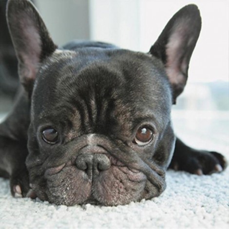 Französische Bulldogge