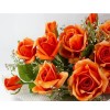 Orange Rose