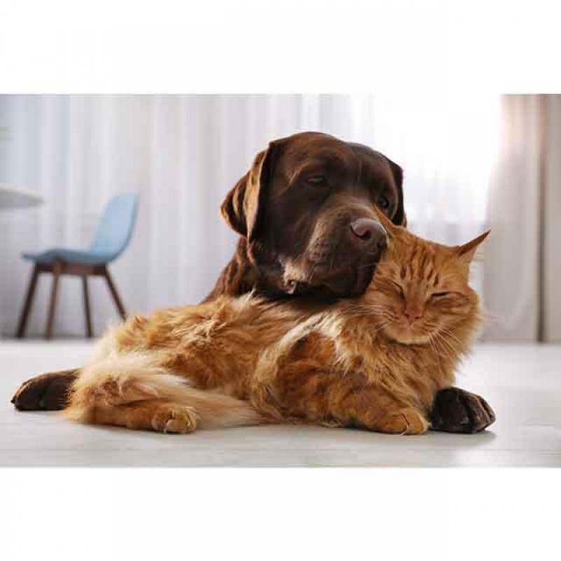 Hund & Katze