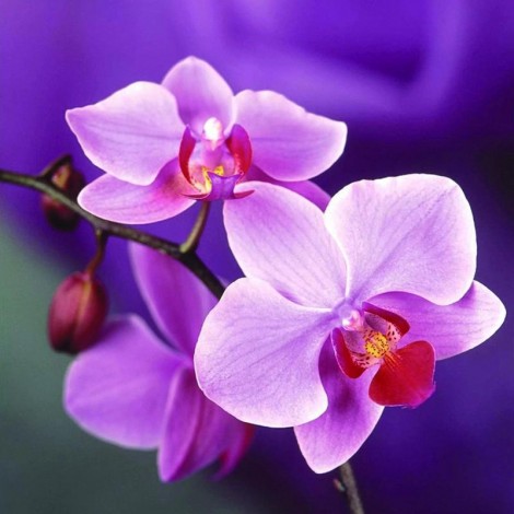 Orchidee